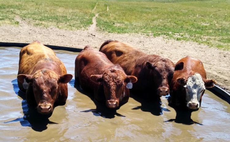 Congratulations to Sheila Shavlik for winning the Tribune’s annual Beef Issue photo contest with this photo of what she called, “Redneck Hot Tub.” Sheila received a free year subscription to the Tribune. Thank you to everyone who contributed in any way to this year’s Beef Issue!