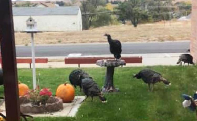 Taking advantage of the Pioneer Memorial Rest Home’s bird bath! Belinda Coble