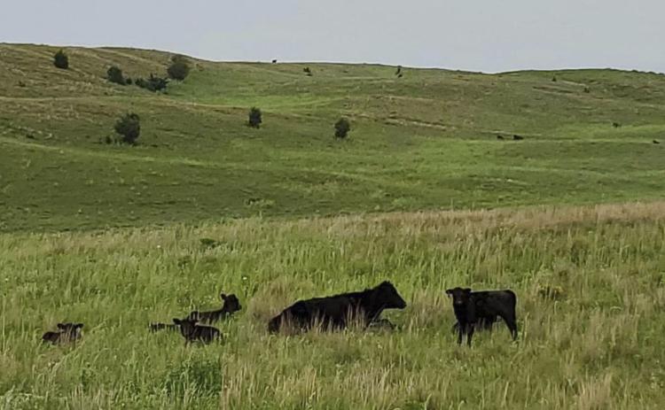 Lyn Crisp submitted this photo of one mama cow surrounded by many babies, a common scene in the Nebraska Sandhills. It truly takes a village to raise up young ones - two legged and four legged! Lyn Crisp