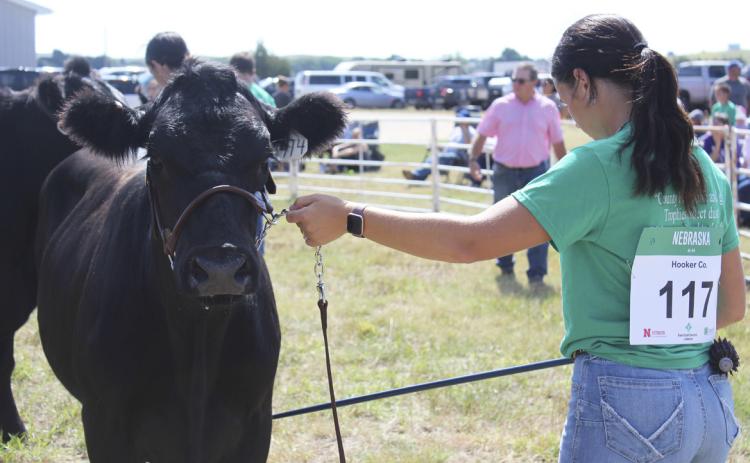 Graduating senior Izabella Brown shows in her last Hooker County 4-H livestock show. Gerri Peterson