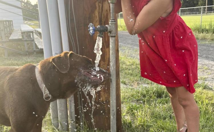 The dog days of summer