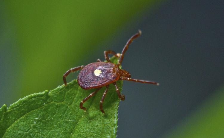 The lone star tick may have infected nearly 500,000 Americans, experts estimate. The tick, which has made its way to Nebraska in part due to climate change and development, is now sickening some Nebraskans – and making some allergic to red meat. Joshua Allen