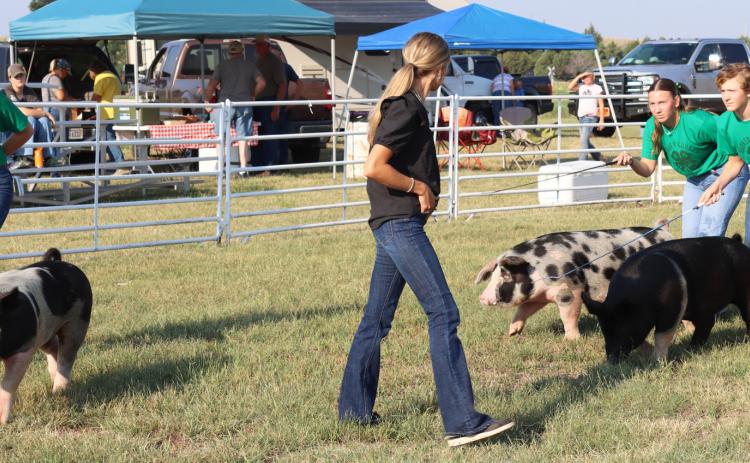 Swine, goats, cattle at Livestock Show