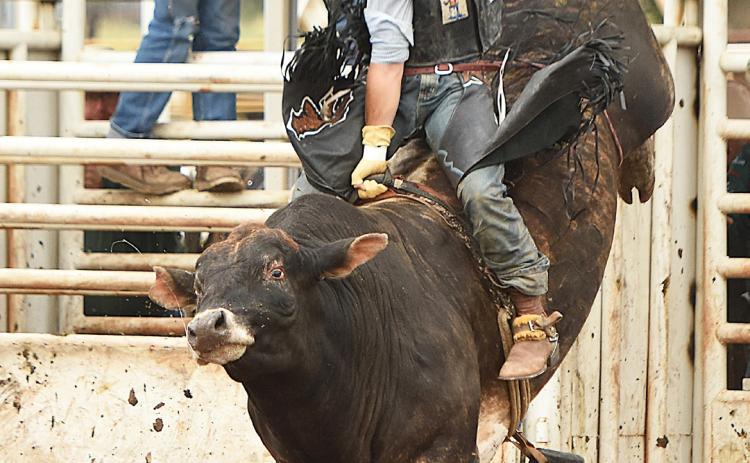 Jeffery Forsen competes in the bull riding during the second round of the Mid-States Rodeo Association Finals. Steve Moseley