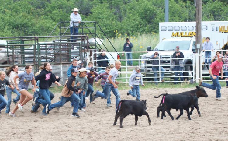 The calf scramble was new this year at the Mullen Ranch Rodeo, where 38 kids participated. Gerri Peterson