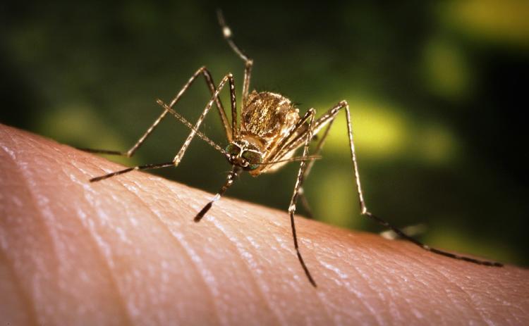 The culex tarsalis mosquito is one of the primary spreaders of mosquito-borne diseases in Nebraska, according to the Nebraska Extension at the University of Nebraska-Lincoln. Culex mosquitoes started showing up in Douglas County in June, earlier than normal. James Gathany, courtesy of the CDC