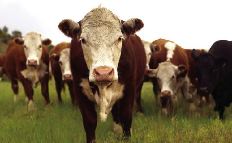 Also Known as Ranching