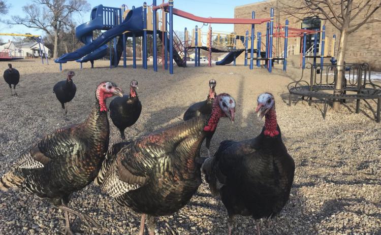 Love them, or hate them... the turkeys are everywhere!